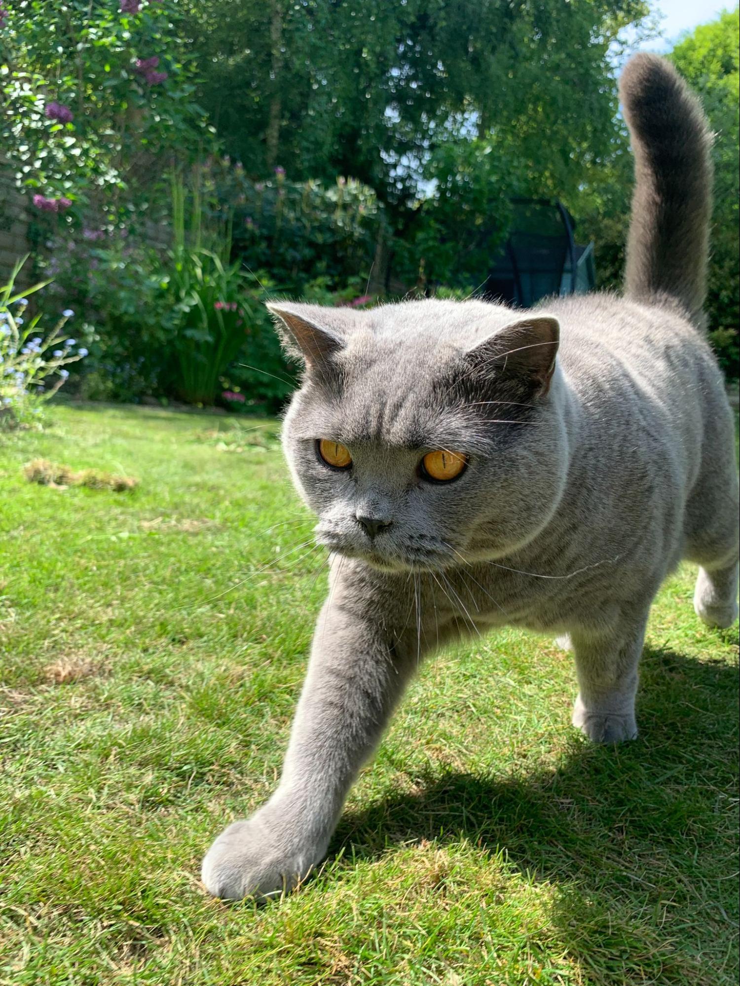 明るい緑の芝生の中を散歩するオレンジ色の目をしたブリティッシュブルーの猫。